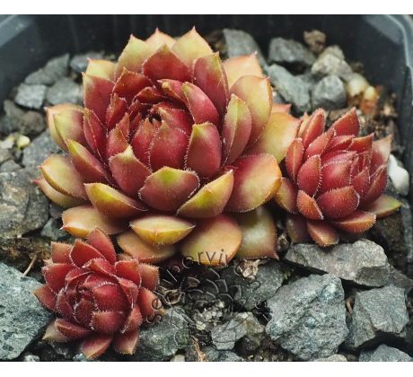 Sempervivum DR. FRITZ KÖHLIER