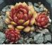 Sempervivum DR. FRITZ KÖHLIER