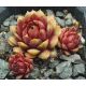 Sempervivum DR. FRITZ KÖHLIER