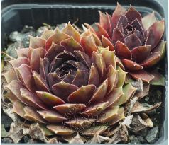 Sempervivum ARNO