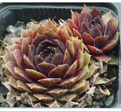 Sempervivum ARNO