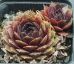 Sempervivum ARNO