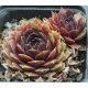 Sempervivum ARNO