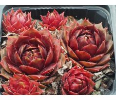 Sempervivum DIRECTOR GENERAL
