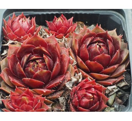 Sempervivum DIRECTOR GENERAL