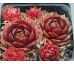 Sempervivum DIRECTOR GENERAL