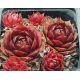 Sempervivum DIRECTOR GENERAL