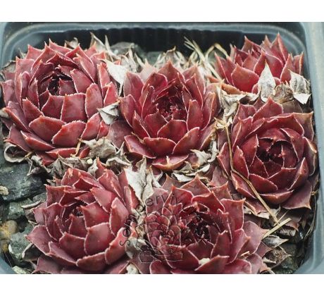 Sempervivum CRYSPIN TYP WILLS