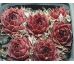 Sempervivum CRYSPIN TYP WILLS