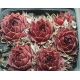 Sempervivum CRYSPIN TYP WILLS