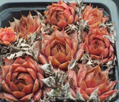 Sempervivum ALFONS ROELANDS