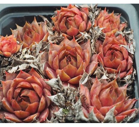 Sempervivum ALFONS ROELANDS