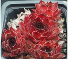 Sempervivum OLIVIA