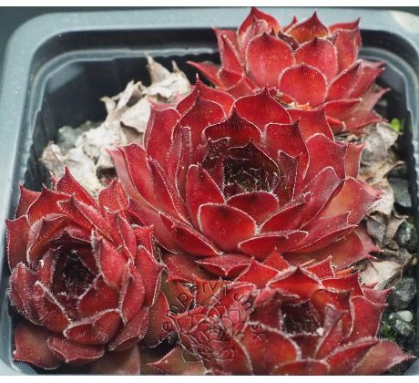 Sempervivum OLIVIA