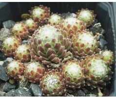 Sempervivum OSORNO