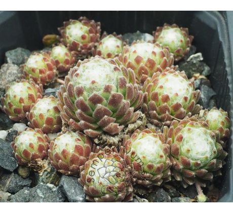 Sempervivum OSORNO