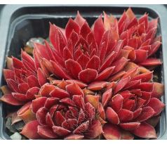 Sempervivum PACIFIC KNIGHT