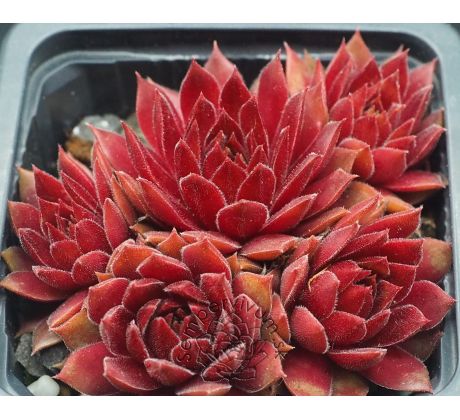 Sempervivum PACIFIC KNIGHT