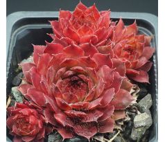 Sempervivum PACIFIC DAWN