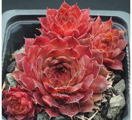 Sempervivum PACIFIC DAWN