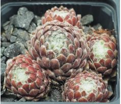 Sempervivum PAMIR
