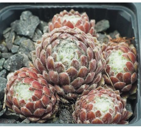 Sempervivum PAMIR