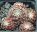 Sempervivum PAMIR