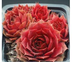 Sempervivum JEWEL CASE