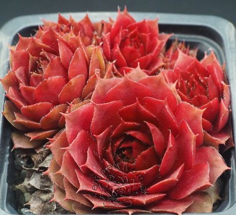 Sempervivum JEWEL CASE