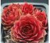 Sempervivum JEWEL CASE