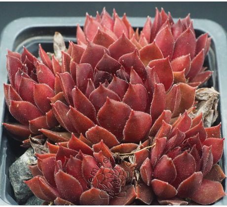 Sempervivum PACIFIC RED ROSE