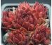 Sempervivum PACIFIC RED ROSE