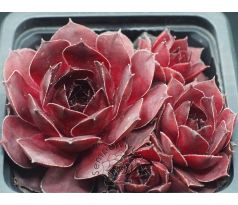 Sempervivum PACIFIC THUNDER