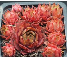 Sempervivum OREGON SKY