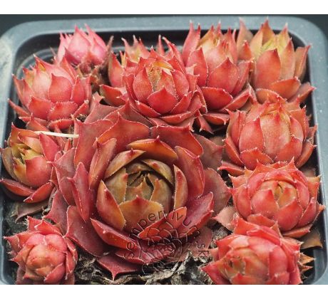 Sempervivum OREGON SKY