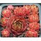 Sempervivum OREGON SKY