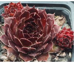 Sempervivum VICTORIAN