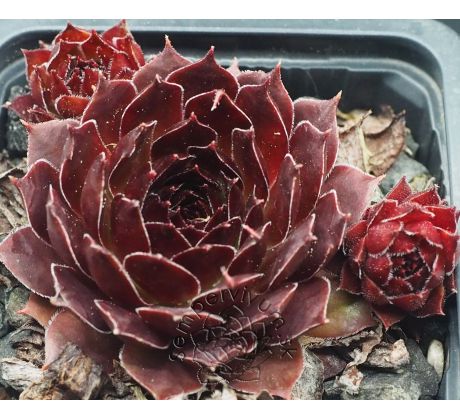 Sempervivum VICTORIAN