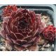 Sempervivum VICTORIAN