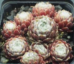 Sempervivum WEISSES NEST