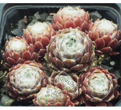Sempervivum WEISSES NEST