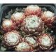 Sempervivum WEISSES NEST