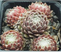 Sempervivum BANDI