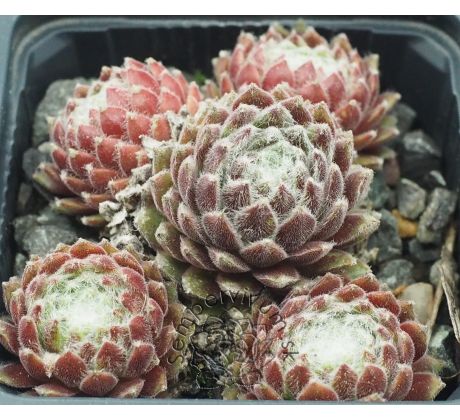 Sempervivum BANDI