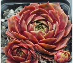 Sempervivum CORONA