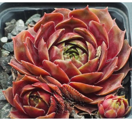 Sempervivum CORONA