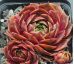 Sempervivum CORONA