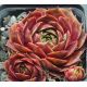 Sempervivum CORONA