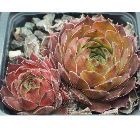 Sempervivum WIEDEHOPF