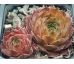 Sempervivum WIEDEHOPF